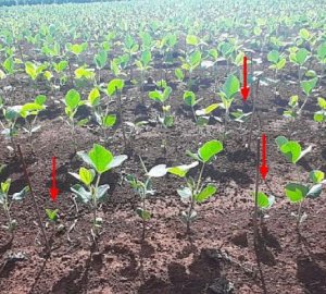 Qual o impacto na uniformidade de profundidade de semeadura da soja e a utilização de sementes com altíssimo vigor no desenvolvimento e na produtividade da soja?