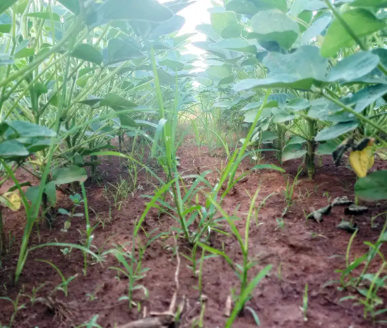 Saiba a importância do posicionamento de herbicidas pré-emergentes na soja